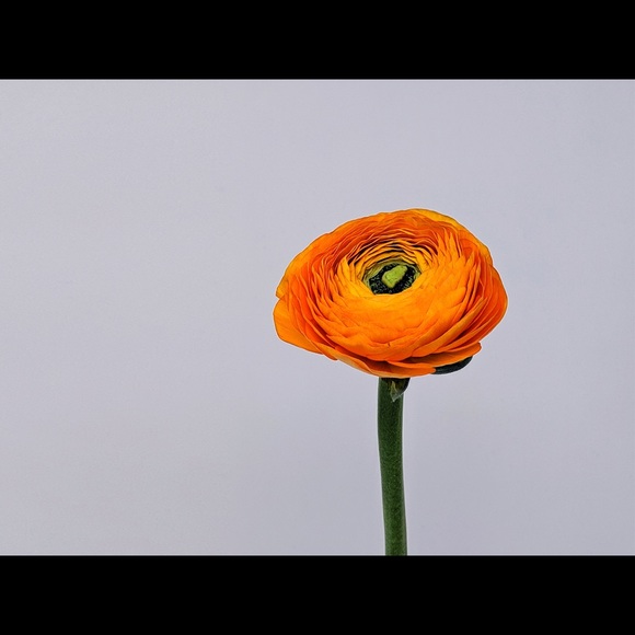 Meet your Posher, Jennifer - Picture 1 of 1